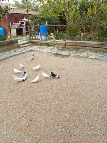 göyercin yuvasi: Ağ rəngli ev göyərçinləri - Rəng: əsasən tam ağ, bəzilərində qara ağ — 8