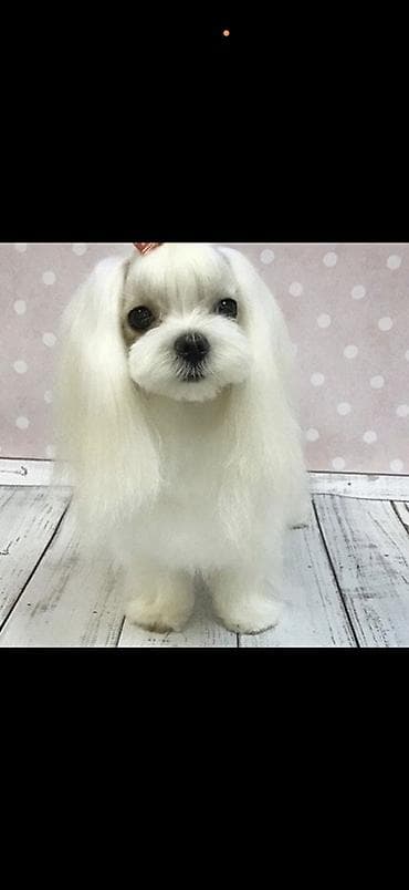 balaca it cinsleri: Malta bolonka — 1