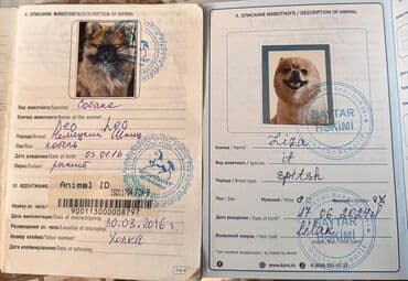 Digər heyvanlar: Şpitz, 4 ay, Dişi — 5