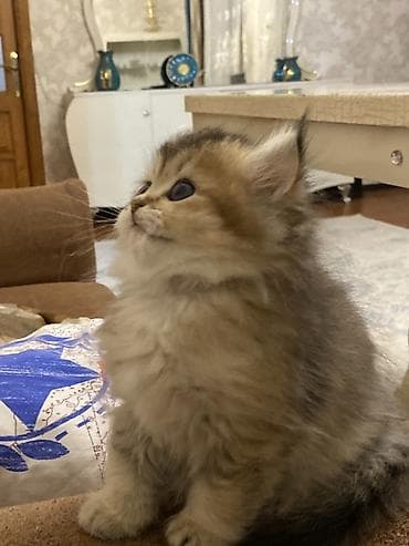 lalafo pisik: Şinşilla, Dişi — 2