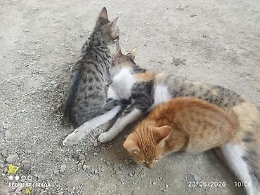 Pişiklər: Tabbi, Yaxşı əllərə, Pulsuz çatdırılma — 7