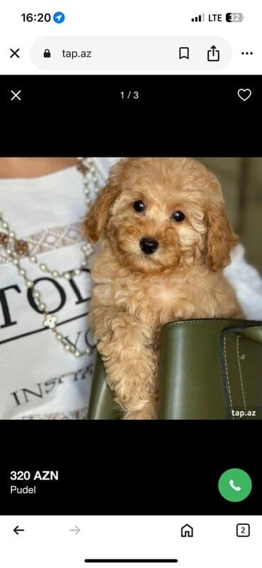 it bala: E⚖️Mini Tip pudel- Pomeran - malitpu balalar satışda ✅Tam Paket — 3