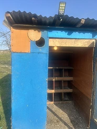 Salam. Goyercin dami eni-1.38sm