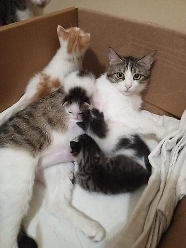 fars pişiyi: Tabbi, Yaxşı əllərə — 6