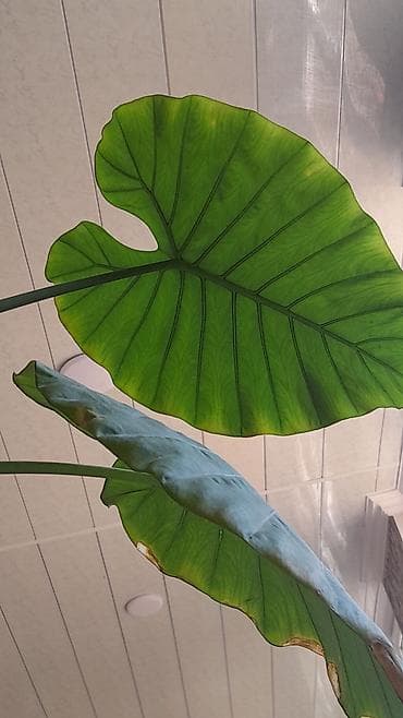 nar ciceyi: Alokaziya (Alocasia) otaq bitkisi – iri, ürəkvari-oxvari yaşıl — 5