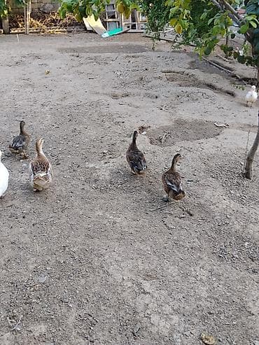 it heyvan: Ördəklər – qarışıq sürü Ağ Pekin Ordekləri Erkek-dişisi Var boyuklər — 7