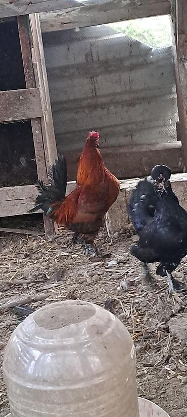 azerbaycanda it adlari: Toyuq, Damazlıq — 10