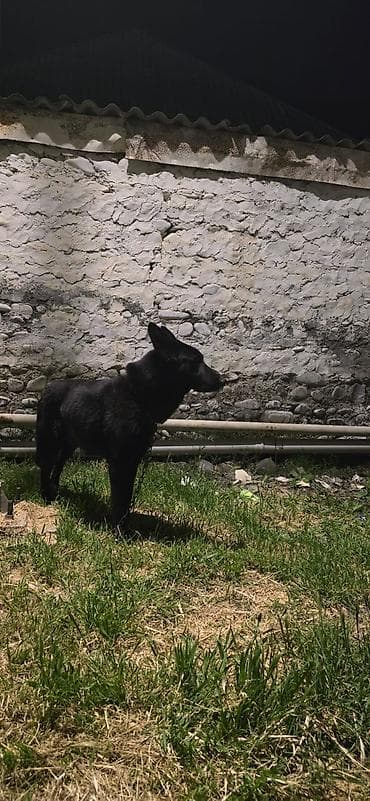 balaca it cinsləri: Ara rəngli it – gözətçi/əməkdaşlıq üçün - Rəng: tam qara, parlaq — 1