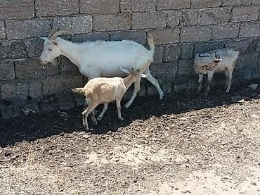 halep kecisi: Satışda: keçi ailəsi - Ana keçi – sağmal, buynuzlu, ağ rəngdə. - 2 — 1