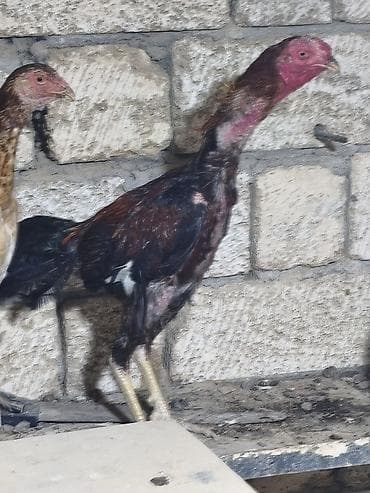 qarğa balası satılır: Toyuq cücələri, Damazlıq — 2