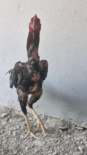 afcarka balaları: Toyuq, Damazlıq — 10