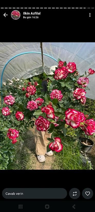 гул: Məhsul: Qızılgül kol gülləri – çoxçeçəkli, dekorativ sortlar Təsvir — 5