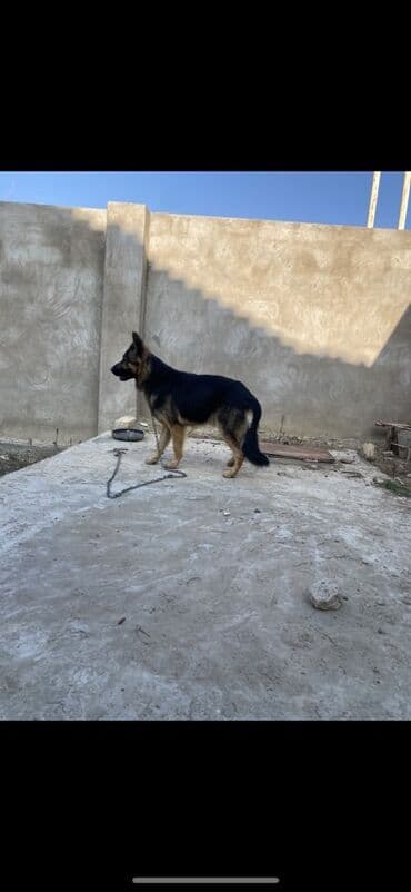 meymun balasi satiram: Alman çoban iti, 1 il, Erkek, Peyvəndli, Ünvandan götürmə — 2