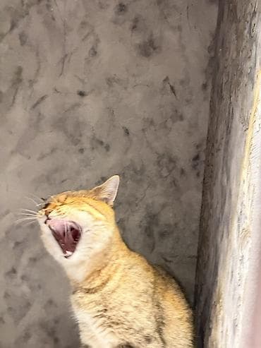 papuqay type 1: Şinşilla, Erkək, Cütləşmə üçün — 2