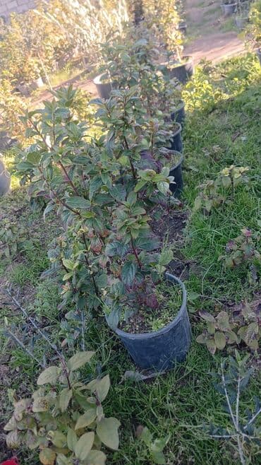 kalla bitkisi haqqinda melumat: Kalina gülləri — 3