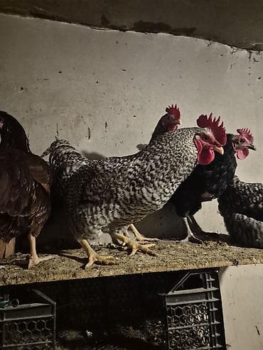 toyuqları: Toyuq, Yumurtalıq, Pulsuz çatdırılma — 6