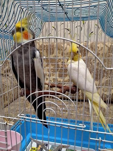 Salam. Hazir cut katella satilir.11 ayliqdilar . Tam hazir cutdu bala — 3