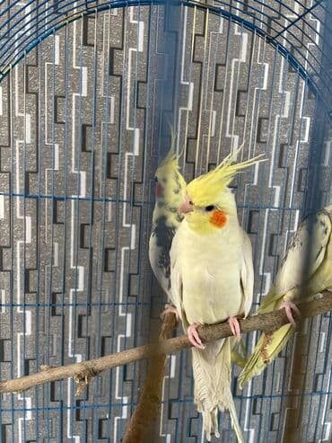 danişan quş: Salam. ENDİRİMLƏR🦜🐦 Qiymət dənə düşməmişlər 35 m başlayır — 6