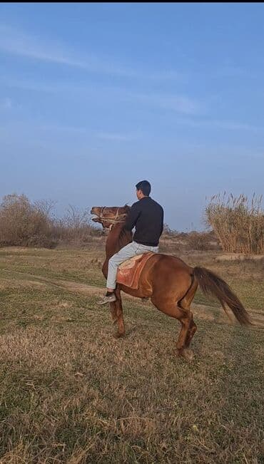 Daewoo: At minik gəzintisi xidməti - Açıq havada, təbii mənzərəli — 1