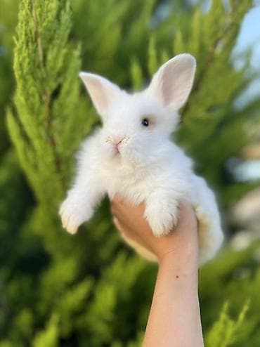 Real alıcıya cüzi endirim olunacaq. Saf Holland Lop ana və atadan olan — 1