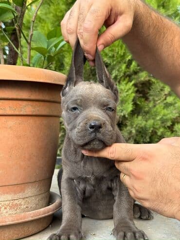 haski it adlari: Кане-корсо, 2 месяца, Самец, С родословной, Самовывоз — 6