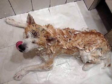 dogo argentin: Cinsi və peyvənd olunmuş İtləri gəzdirmək, saxlamaq, çimizdirmək — 6