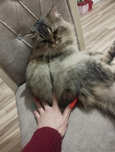 Собаки: Tüklü rengi kul rengi şotland sortu yaş yarım ev şəraitində boyun quma — 3