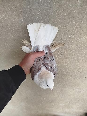 cənnət quşu: Növ: Bəzək göyərçini (uzun saqqallı/ayağı ləçəklı tip) Rəng: Ağ – krem — 2