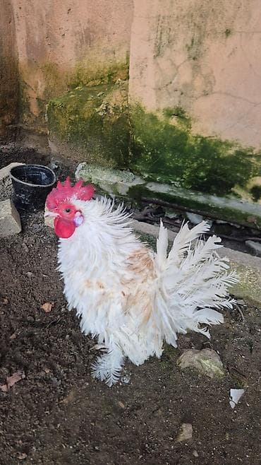 Птицы: Курица, Для разведения — 2