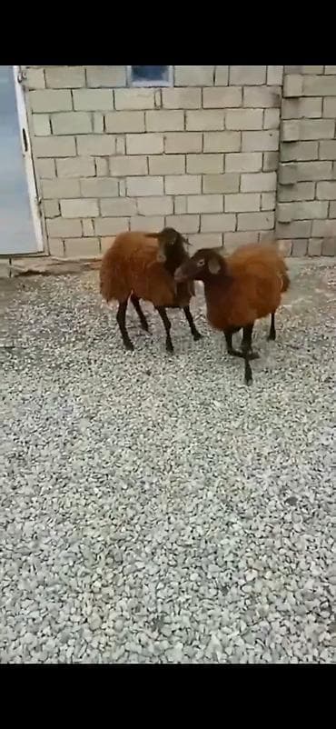 coban axtarilir: 7 ayliq di saglam qurbanliq ucun yararlidi — 4