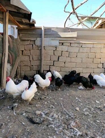 toyuq satisi tap.az: ✅Diqqətlə Oxu ✅ Australorp Toyuq — 1