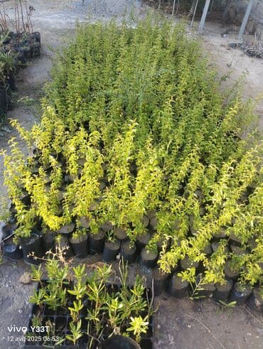 palma agaci satilir: Müxtəlif ölçülərdə palma fidanları bağ, həyət və ya digər açıq — 8