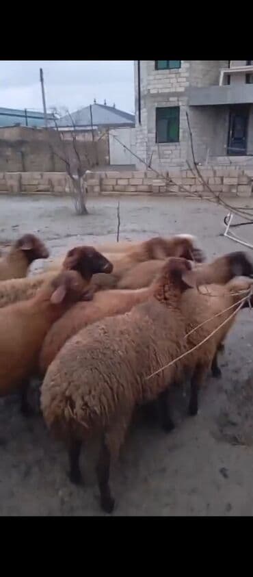 Lincoln: SÜPER KÖK QUZULAR SATILIR DİRİ ÇƏKİ HAMSINI ALANA ENDİRİM VAR QİYMƏTİ — 2