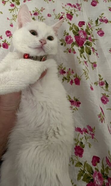 Бусы: Самка — 2