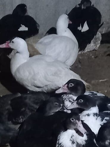 Inəklər, öküzlər: Lal ordek 35.40 azn — 1