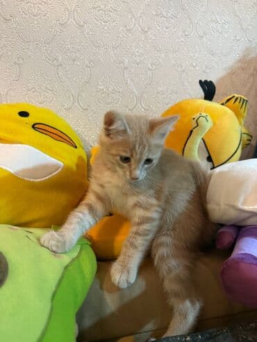 şotlan pişik: Şotland yastı qulaq, Erkək, Dişi, Yaxşı əllərə, Ünvandan götürmə, Pulsuz çatdırılma, Ödənişli çatdırılma — 148