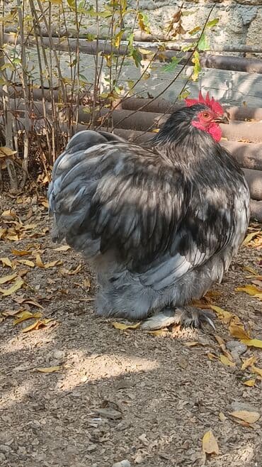 inək satılır: Məhsul: Cins xoruz karlik koxin xoruz satılır 50azn Təsvir: - Böyük — 1