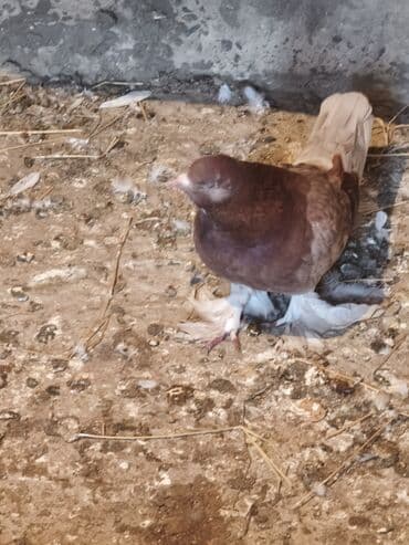 Tutuquşları: Iki maya bir erkek oynaq deyilər uçandılar — 7