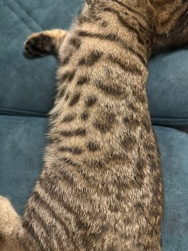 где можно купить котенка: Benqal, Erkək, Dişi, Yaxşı əllərə — 6