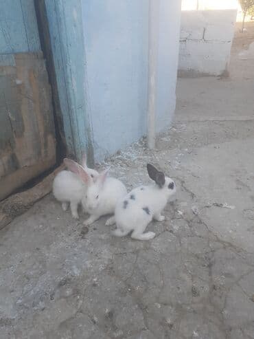 dovşa: Dovşanlar — 3