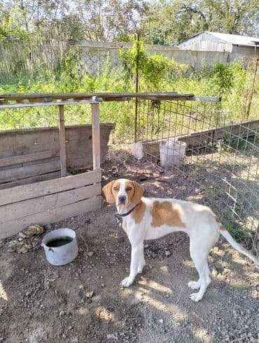 ov iti: Pohnter 10 ayliqdi tam hazır maraqlanmaq isdeyenler vatcapla elaqe — 3