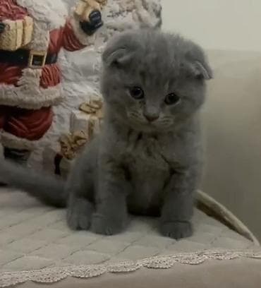 ev şəpitləri: Şotland — 1