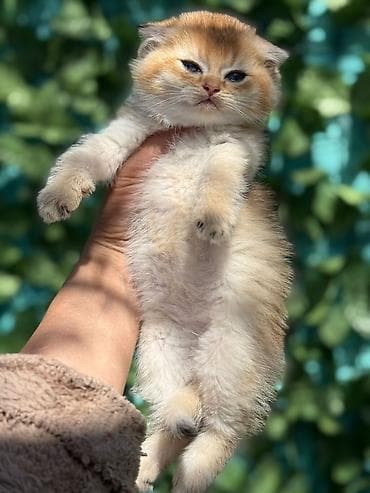 вислоухий шотландец котенок: Шотландская — 6