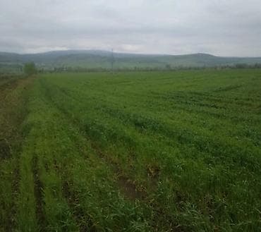 Kənd təsərrüfatı