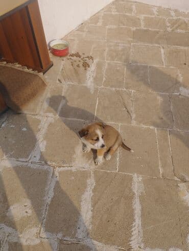 Yuvalar: Zvanok it balasi satilir 1 ayliqdi tam saglam heyvandi — 7