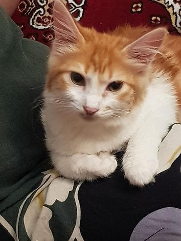 serbest qrafikli is elanlari 2019: Amerikan Shorthair, Dişi, Yaxşı əllərə, Ünvandan götürmə — 2