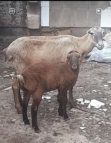 Dişi, il: 3, Damazlıq, Ünvandan götürmə