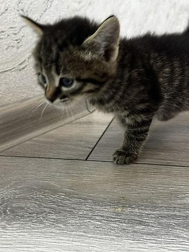 pişik eşyalari: Tabbi, Yaxşı əllərə, Ödənişli çatdırılma — 3