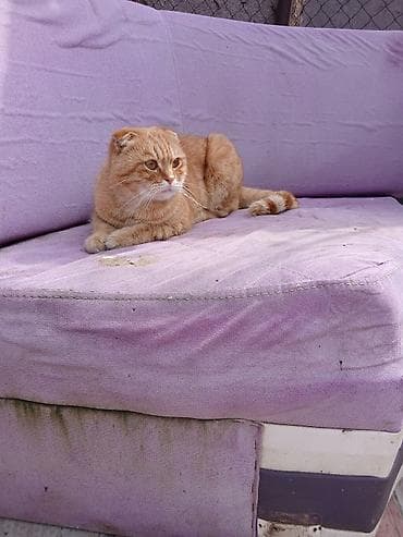 С/х животные и товары: Сиамская, Самец, В добрые руки, Платная доставка — 5