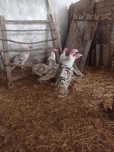 Salam qardaşlar.allah herkesin malına bereket versin.3-aylıq tam